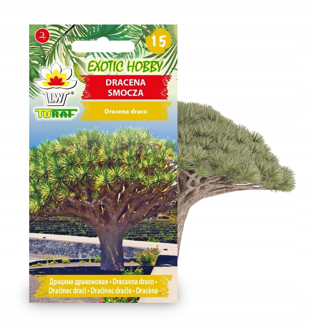 DRACENA SMOCZA NASIONA DRACO DRZEWO EGZOTYCZNE (Toraf Nasiona Dracena