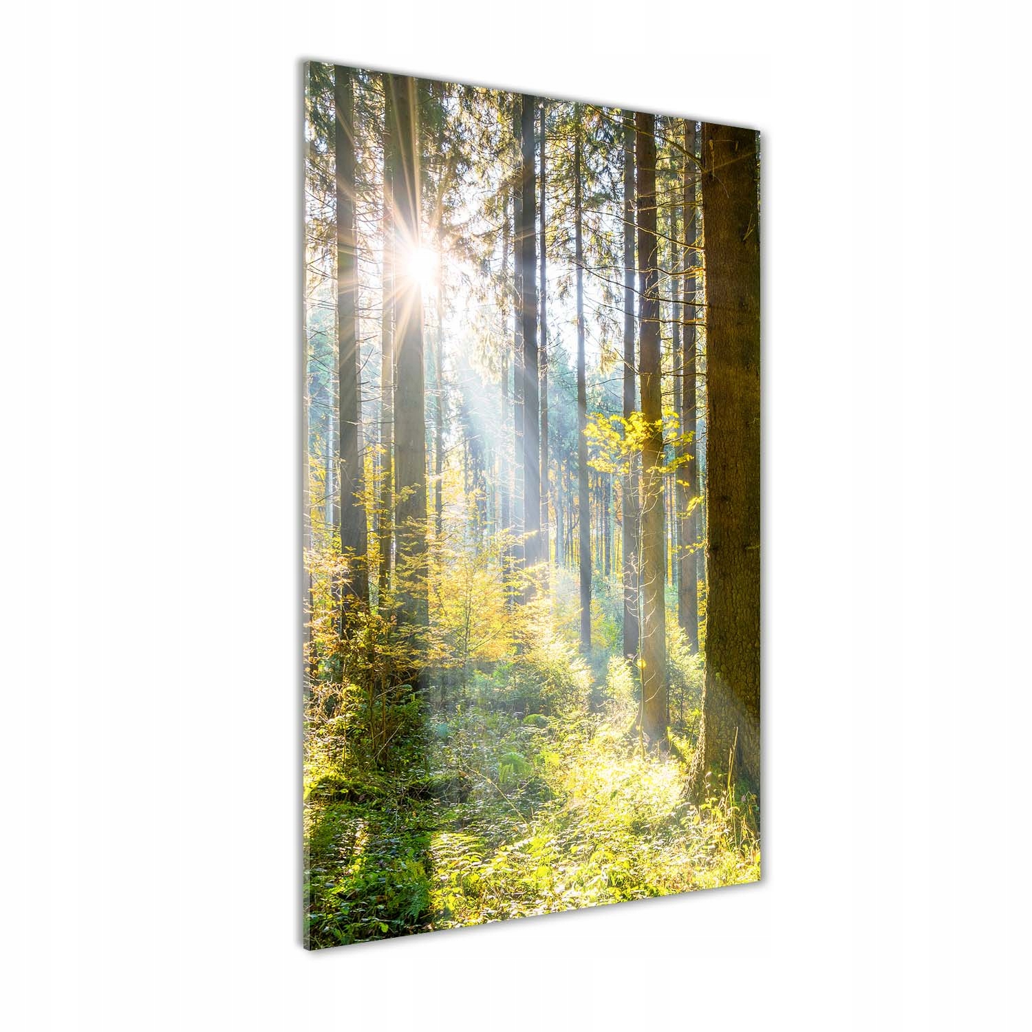 

Foto obraz akryl do salonu Słońce w lesie 60x120cm