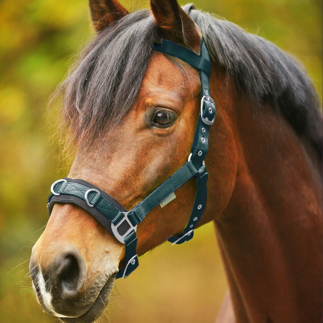 Uzda pro lonžování Waldhausen Economic zelený Pony