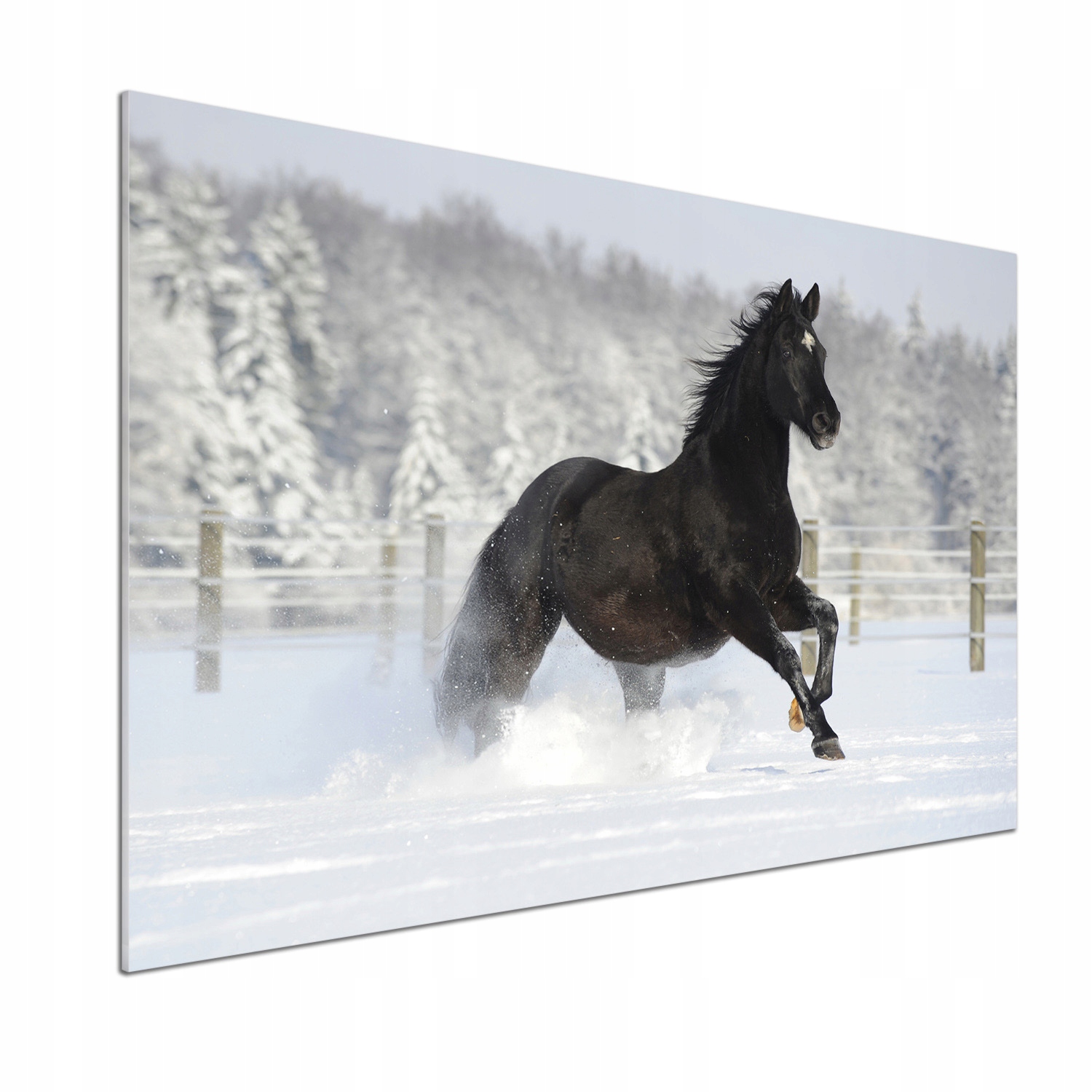 Lacobel panel Kůň ve cvalu sníh 100x70 cm Lepidlo