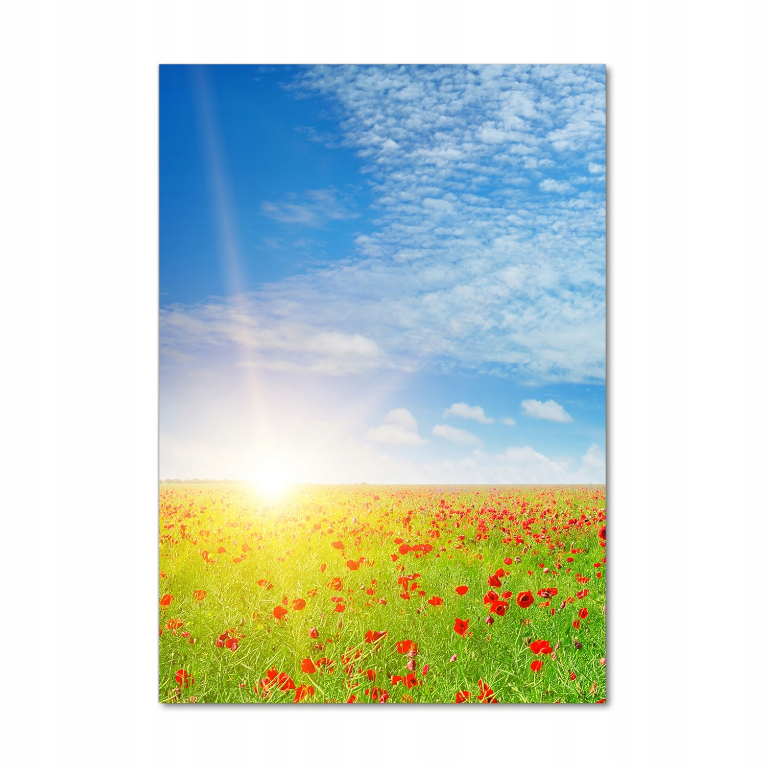 Foto obraz tvrzené sklo Pole máků 70x100 cm
