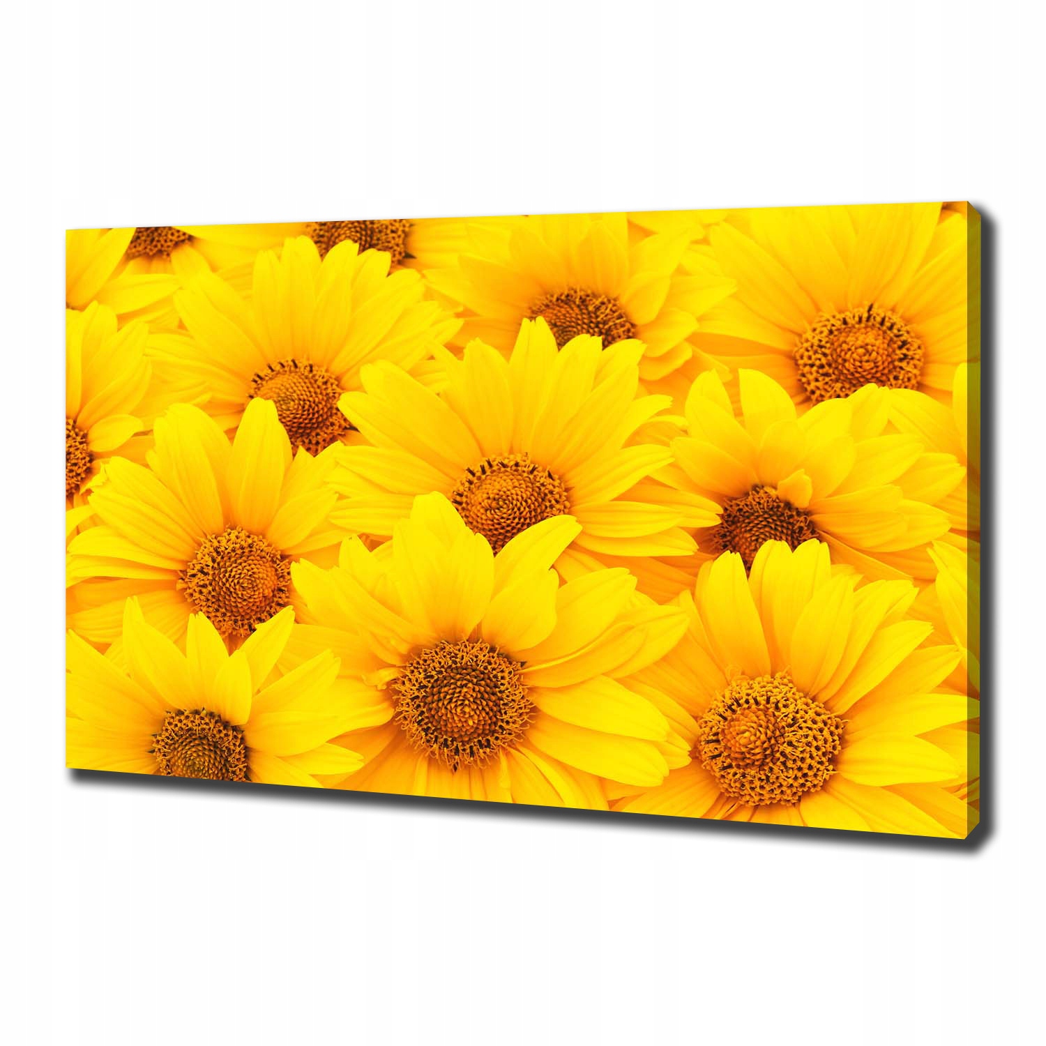 

Foto obraz canvas na ścianę Słoneczniki 100x70 cm
