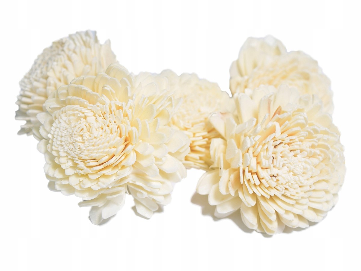 

5x Kwiatuszki kwiatki shola susz 6cm Belly Białe