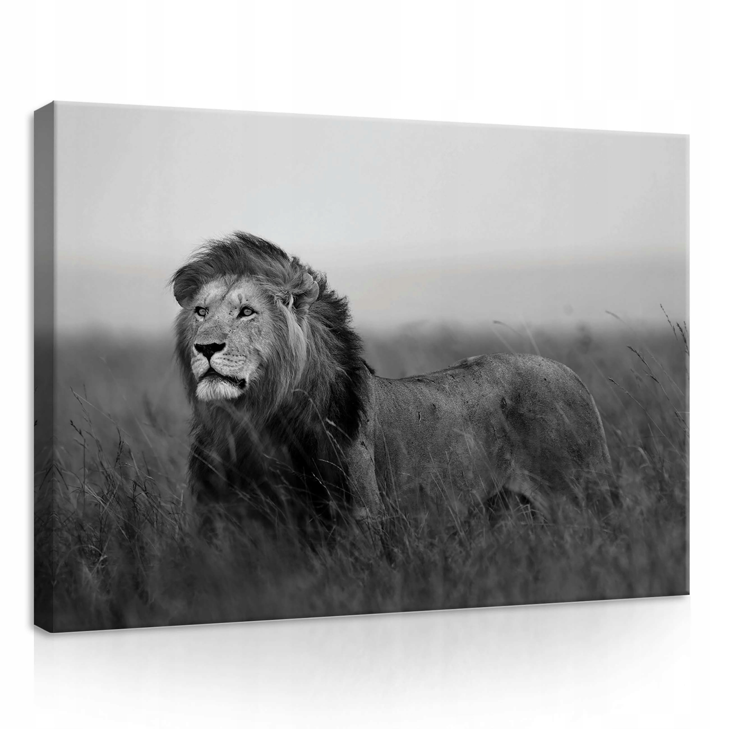 Obraz 70x50 Lev černobílý divoká příroda savana síla klid portrét