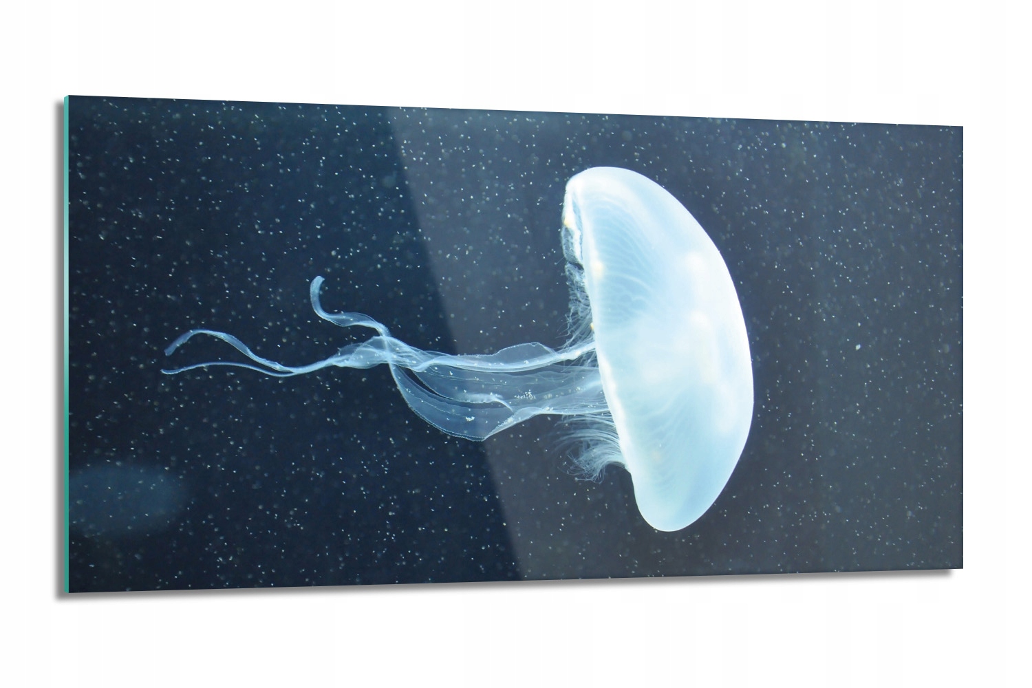 panel do kuchyne Biela medúza oceán 100x50 s fotografiou