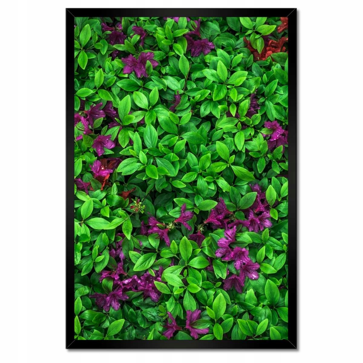 Plakáty v rámu 40x60 Azalka zahradní