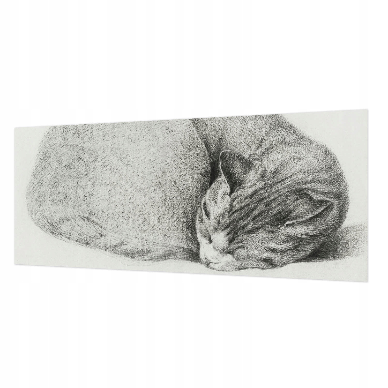 Fototapeta Flizelina do kanceláře a ložnice Srolovaná kočka 250 x 104 cm