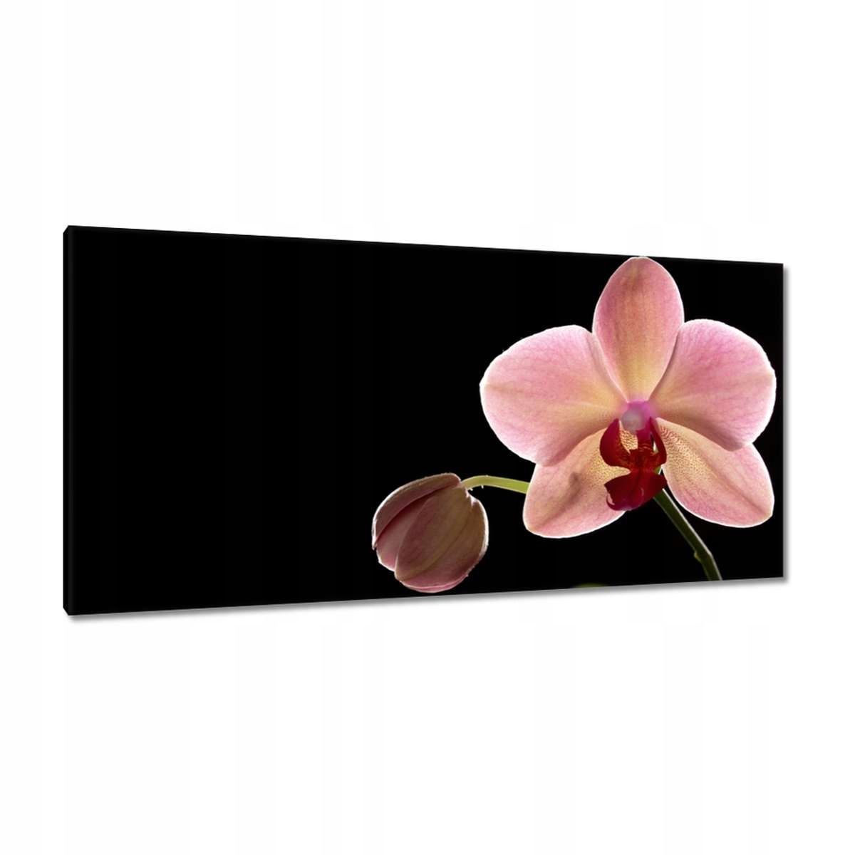 Obrazy 115x55 Orchidej Phalaenopsis