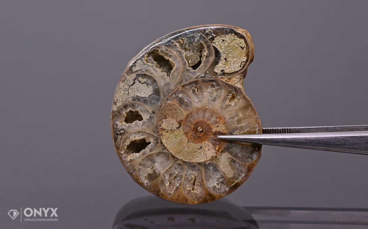 Amonit z Madagaskaru nepravidelný 39x33 mm