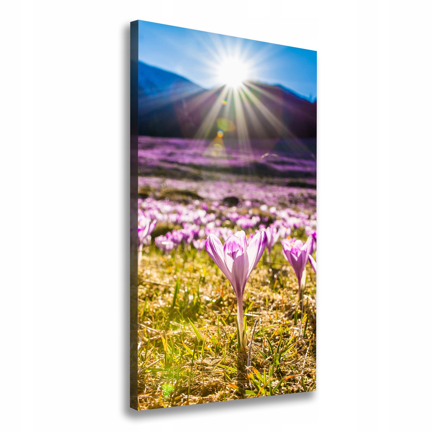 

Foto obraz na płótnie Krokusy w górach 50x100 cm
