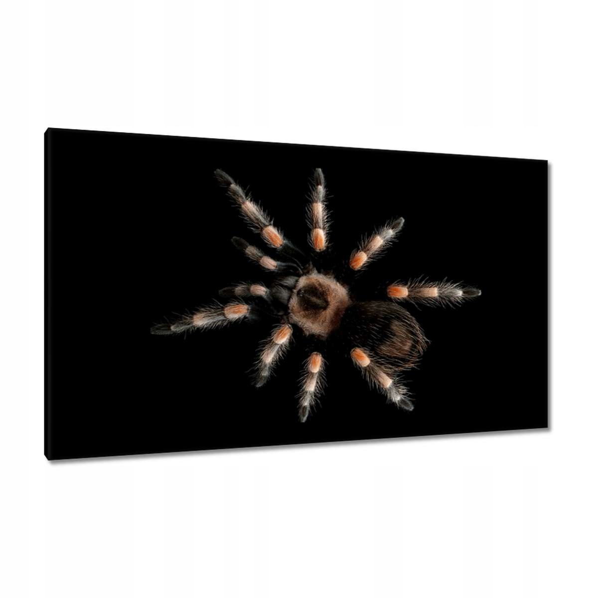 Obrazy 120x70 Velká tarantule pavouk