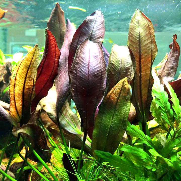 Echinodorus Afflame - RA koszyk XXL