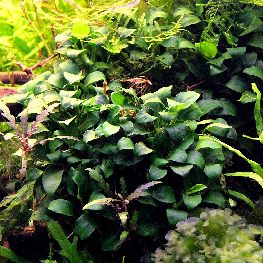Anubias nana Bonsai - RA (koszyk)