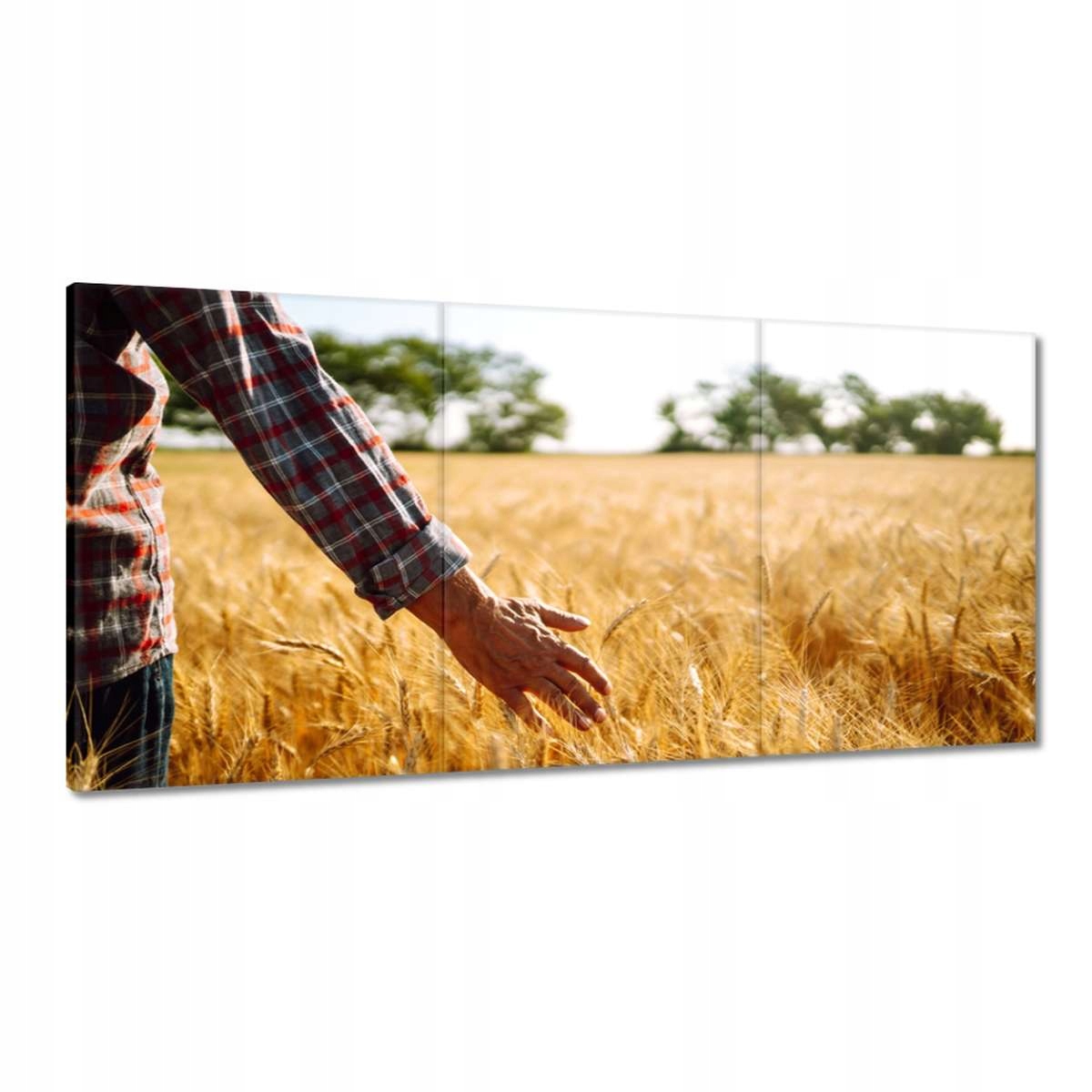 Obrazy 180x90 Prechádzka farmára v obilí