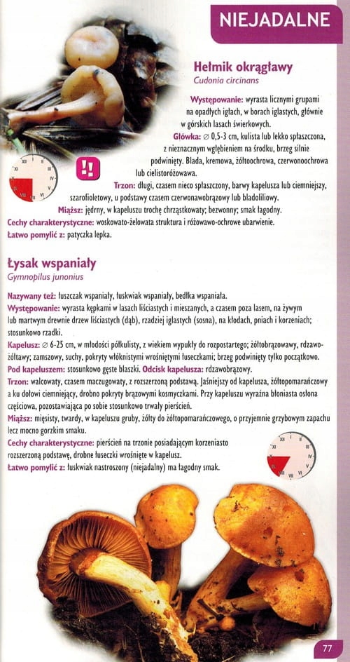 PRAKTYCZNY ATLAS GRZYBÓW PORADNIK DEMART Wydawnictwo Demart