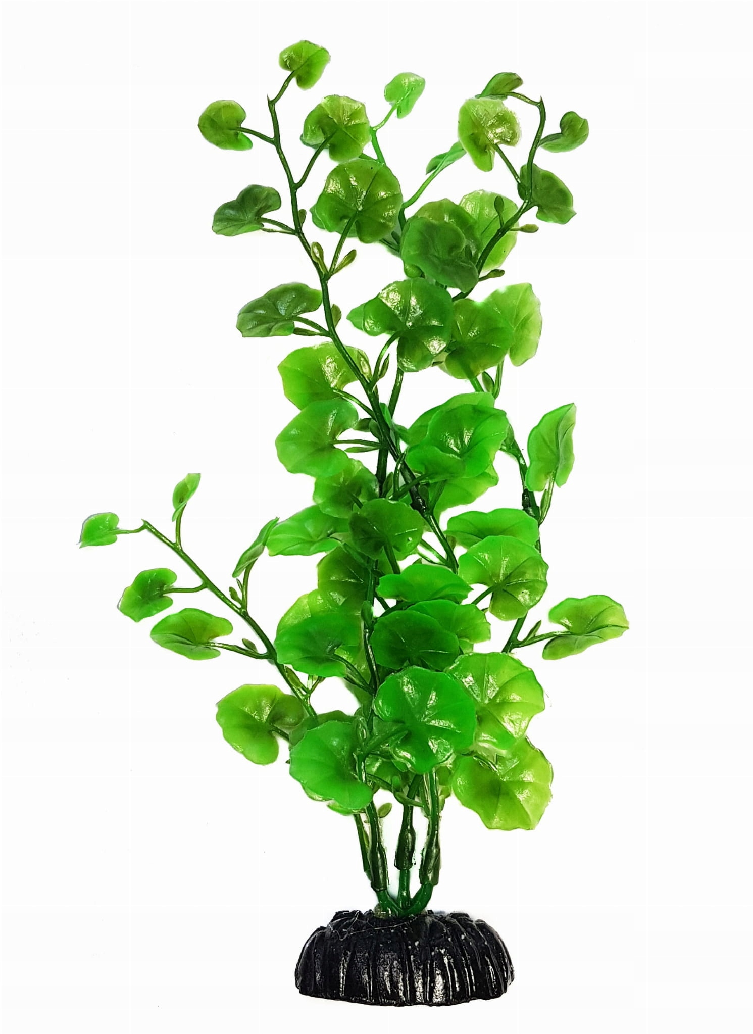 

Roślina akwariowa Rzeżucha 10 cm