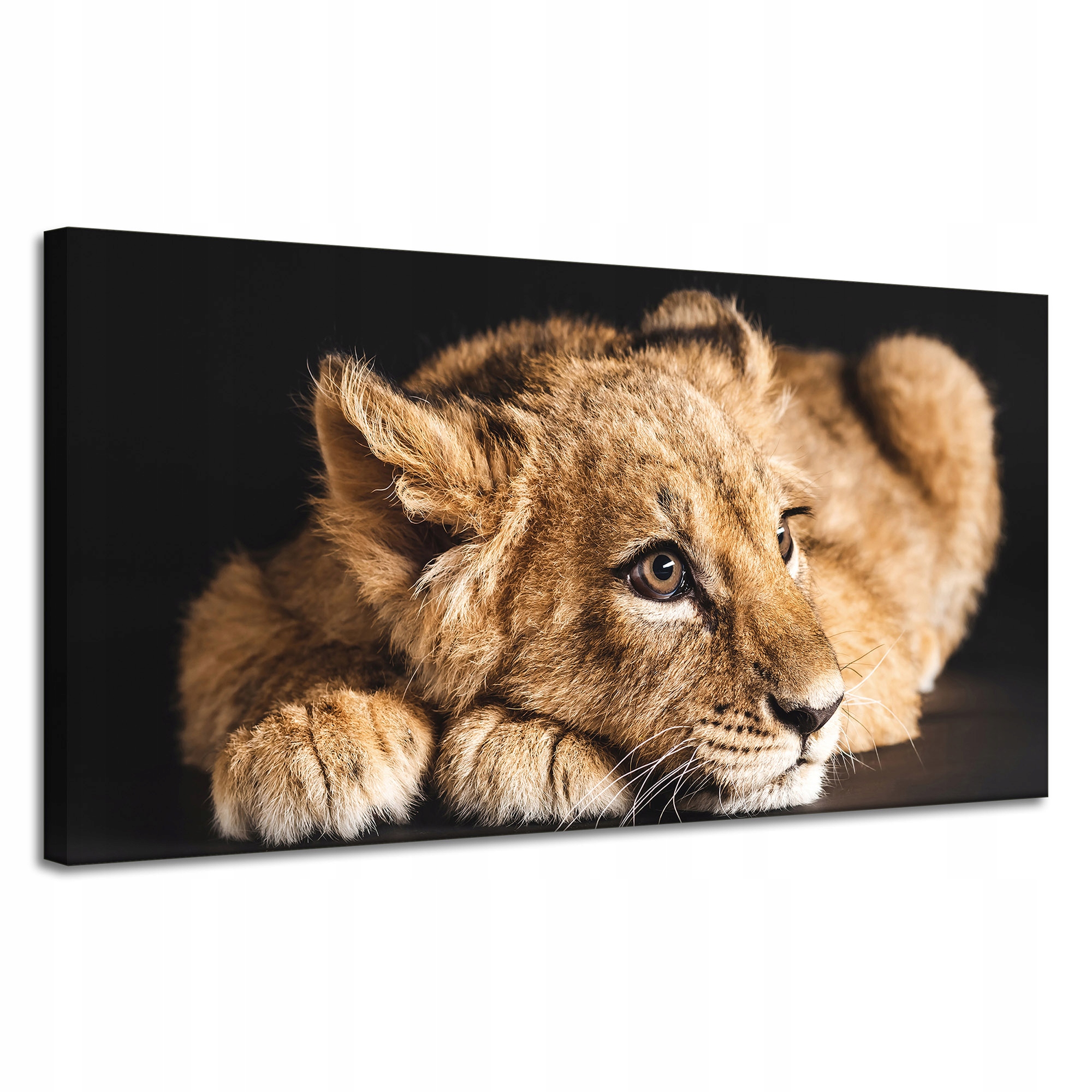 Obraz na plátně Ležící malý lev Příroda 120x60 cm Ideální jako dárek