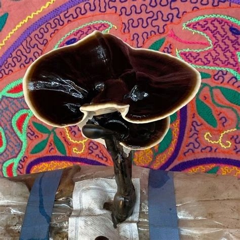 CZARNE REISHI - Grzybnia w płynie 10 ML - Ganoderma Sinense _ Lucky Forest Kod producenta CZRLC