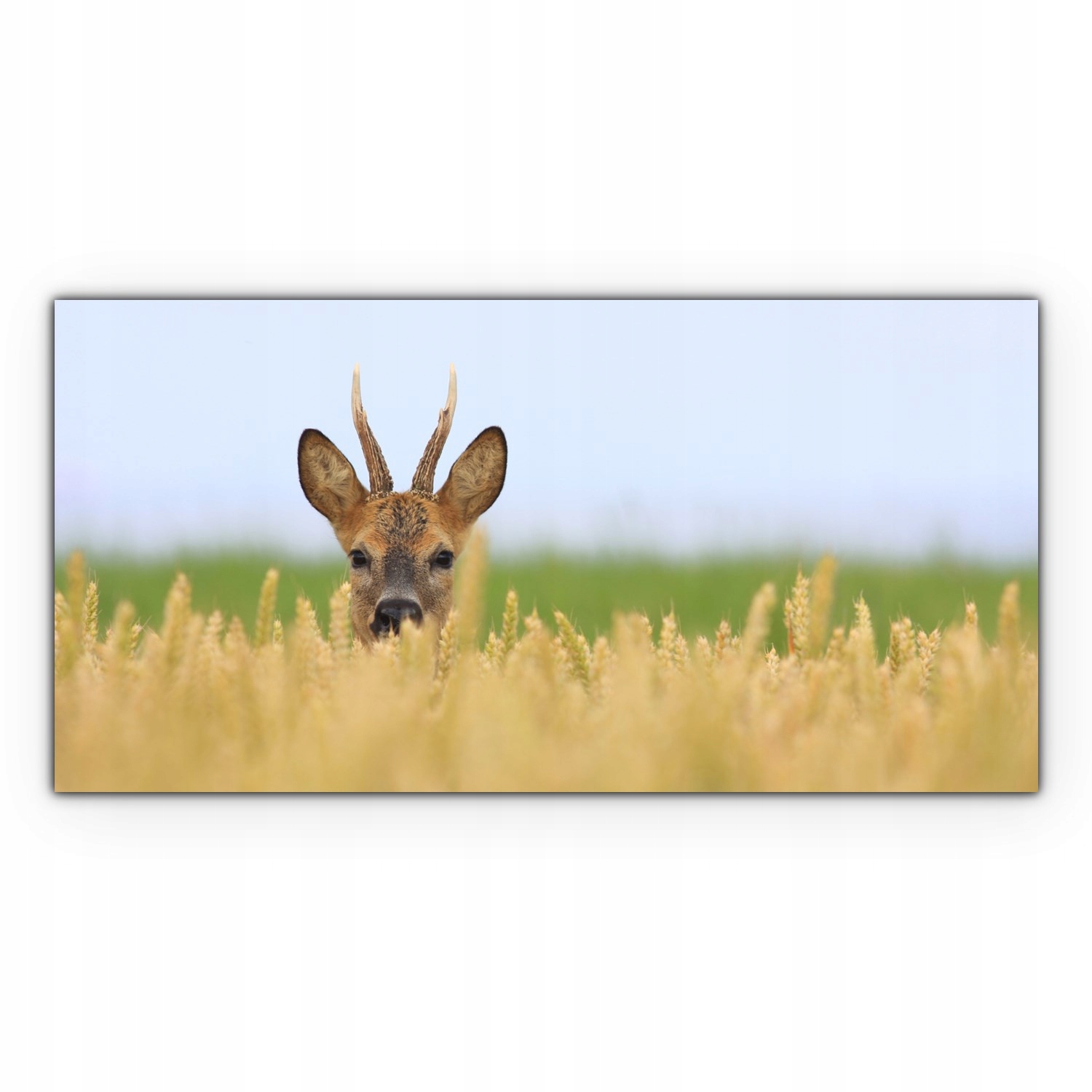 

Obraz canvas na ścianę 120x60 Jeleń Pole Zwierzę