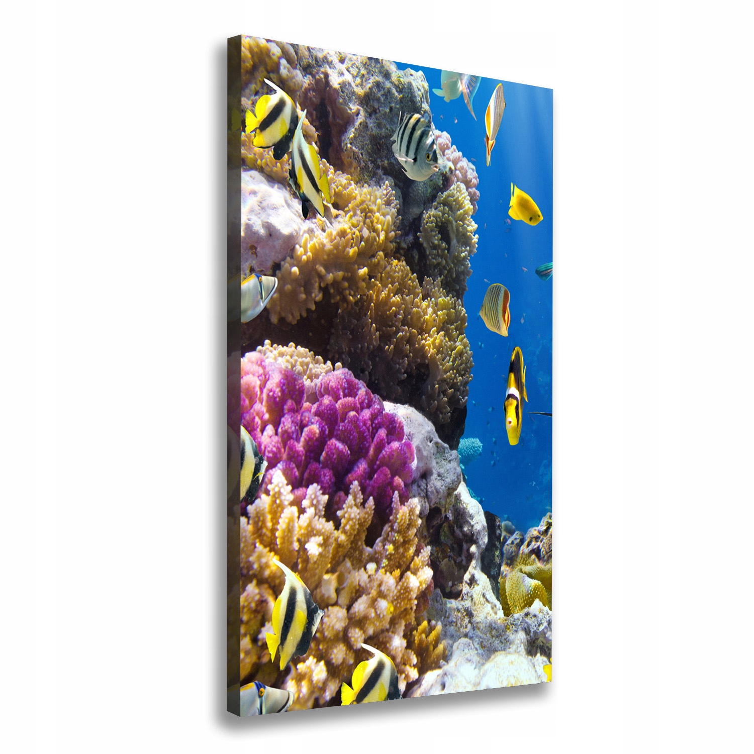 

Foto obraz canvas na ścianę Rafa koralowa 60x120cm