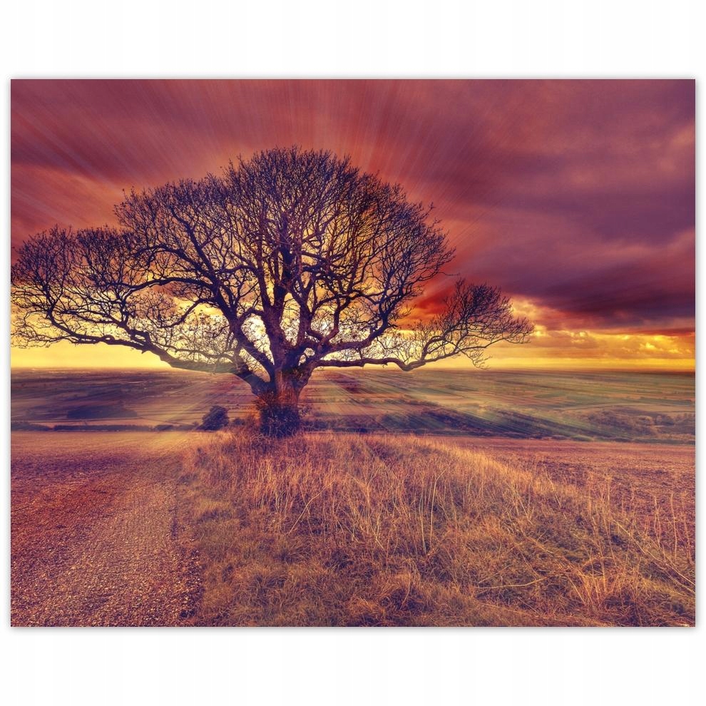 

Plakat 50x40 Drzewo