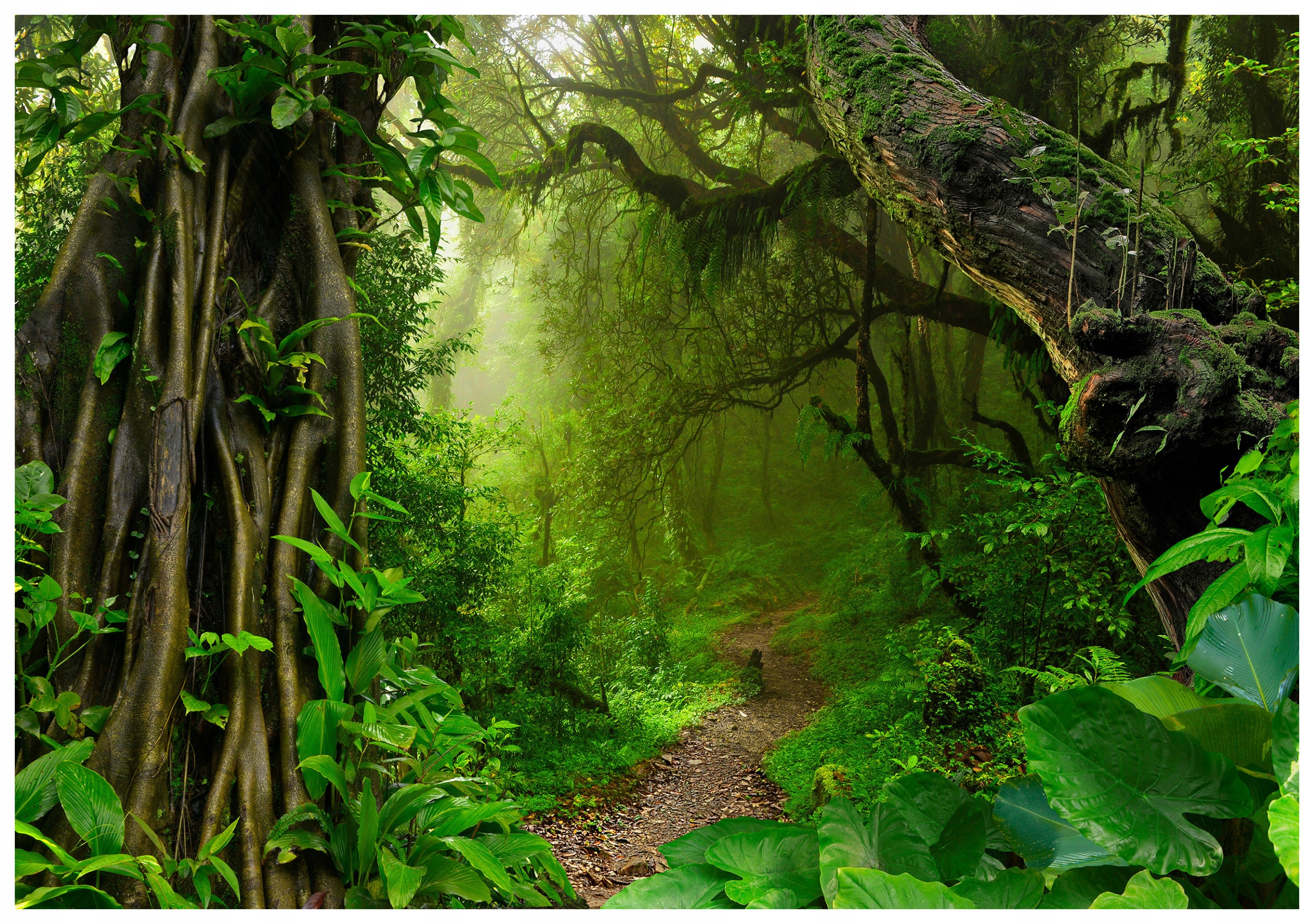 Vliesová fototapeta Tropický les v hmle hĺbka zelene 312x219 lepidlo