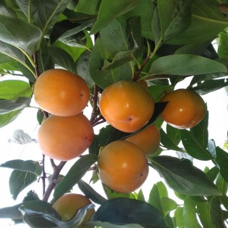 Kaki Gora Goverla (hurma, persymon)