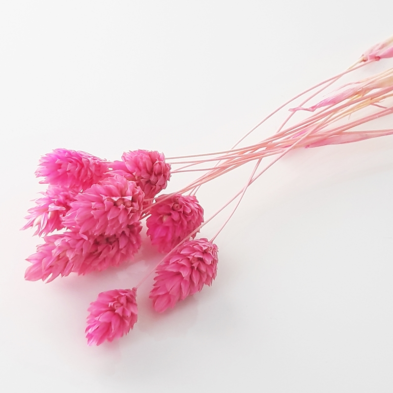 

Phalaris intensywny róż suszone trawy kwiaty mozga