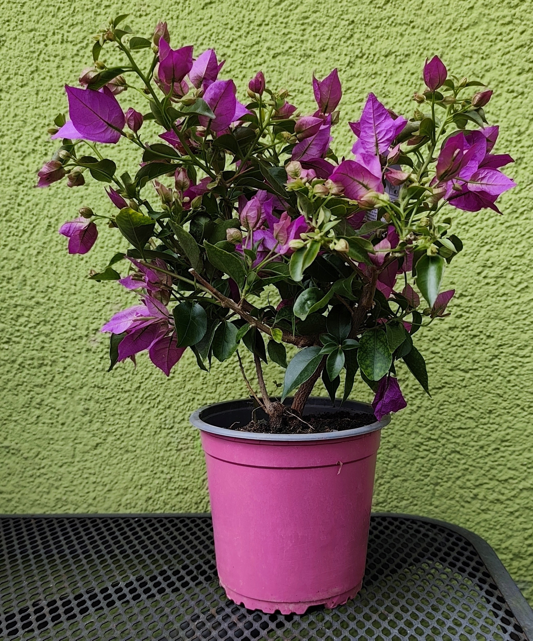 BUGENWILLA RÓŻOWA ALEKSANDRA KWITNĄCA