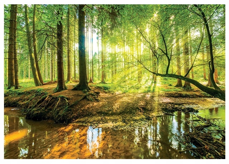

Fototapeta Las Drzewa Mgła Natura Widok 3D 520x318