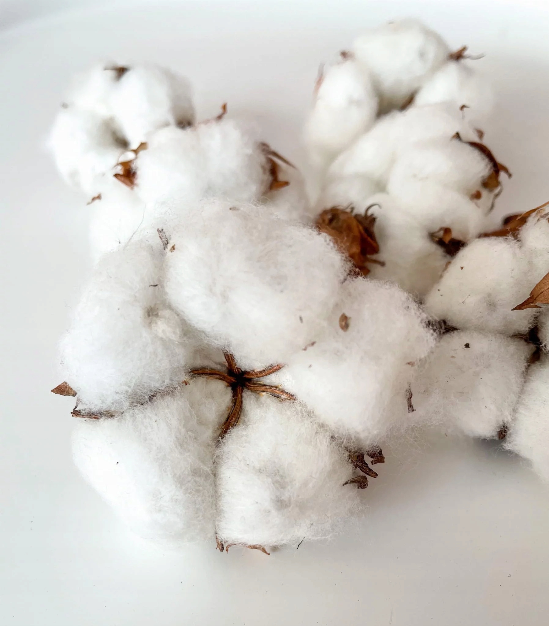 

Suszone kwiaty tort Suszki Kwiat Bawełny 1 szt.