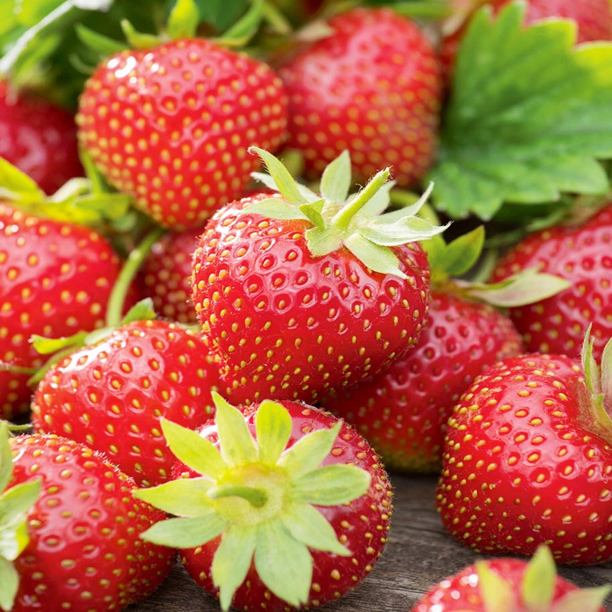 КЛУБНИКА ГРУНТОВАЯ ПЛОДОНОСИТ С 5 МЕСЯЦЕВ, НАЧИНАЯ С VI-X