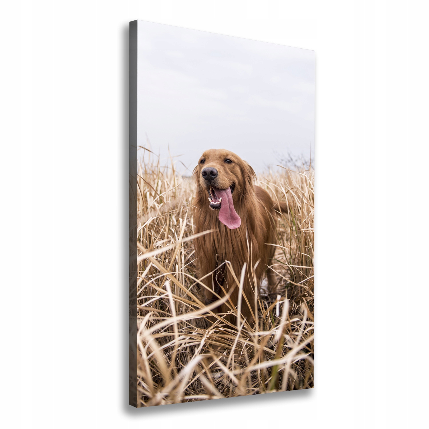 

Foto obraz na płótnie Golden retriever 70x140 cm