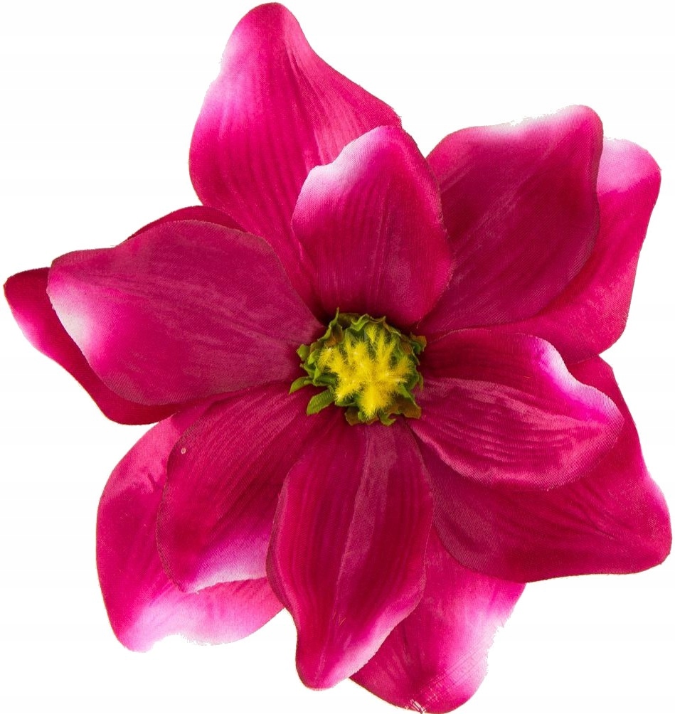 

Magnolia duża główka kwiatowa Akc-12