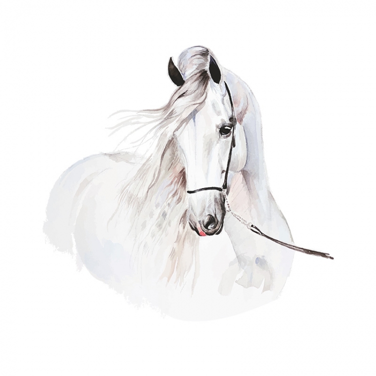 NAKLEJKA NA ŚCIANĘ DEKORACJA BIAŁY SIWY KOŃ ROZM. M