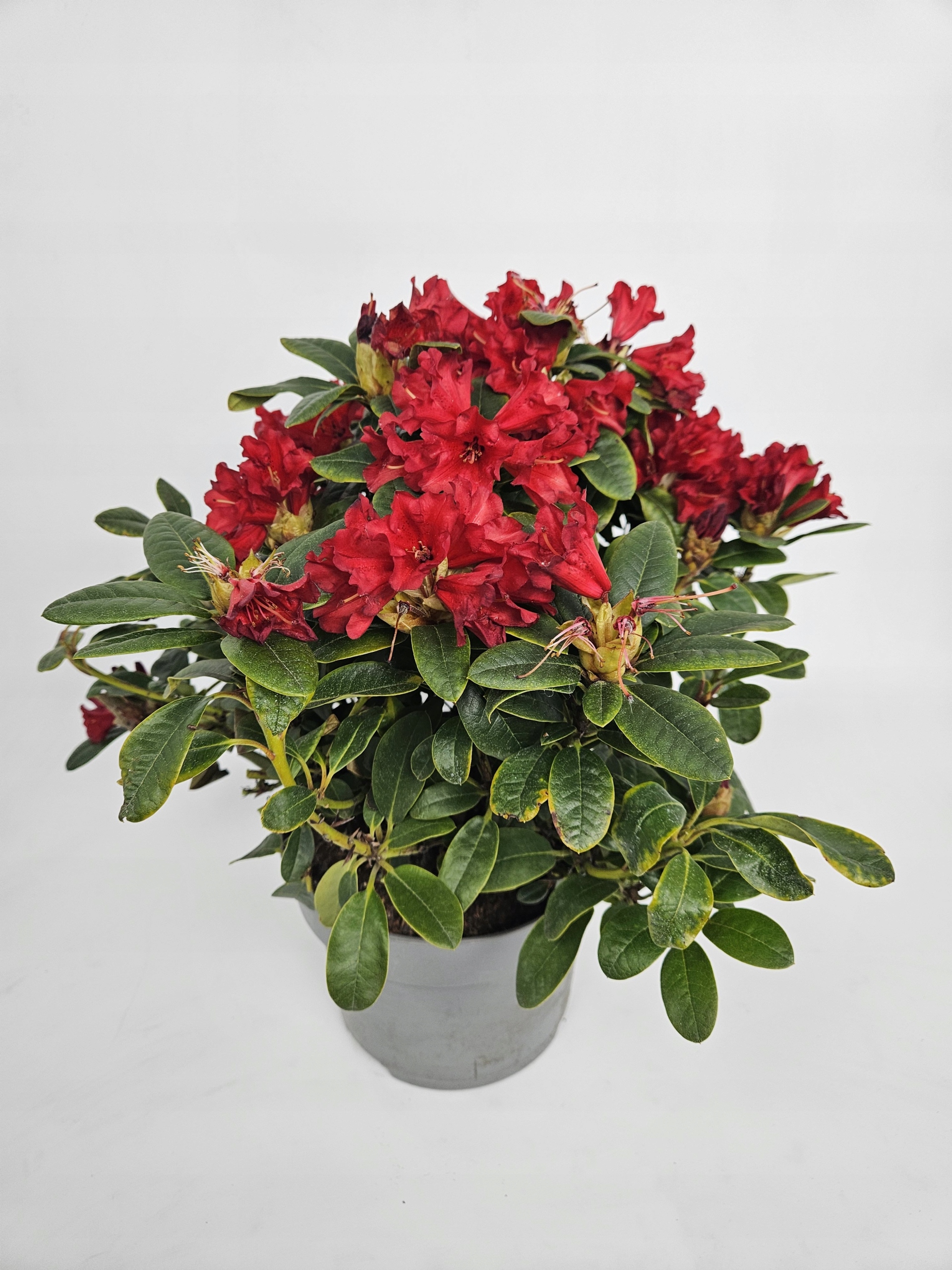 Rododendron Bengal Rhododendron 45cm Sadzonka Czerwona Kwitnaca
