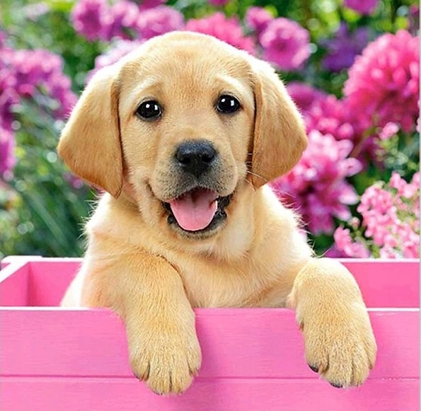 

Haft Diamentowy Mozaika 5D Obraz Diamond Painting