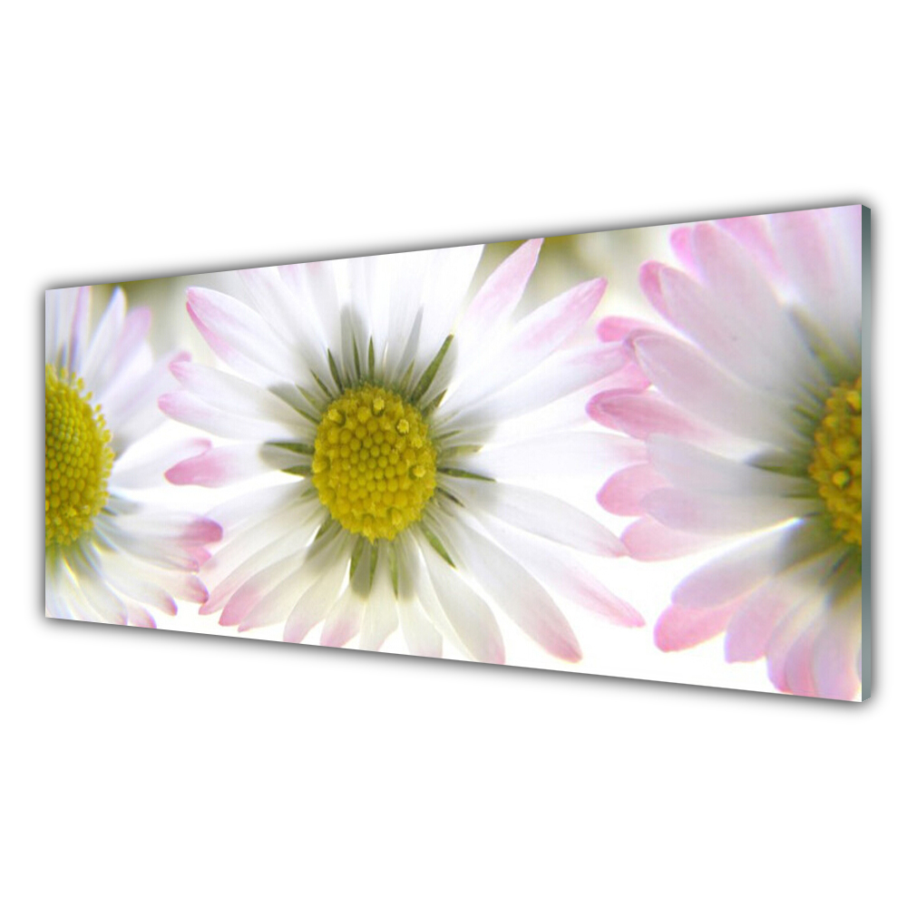 

Fotoobraz akryl 125x50 cm Stokrotka Roślina Natura