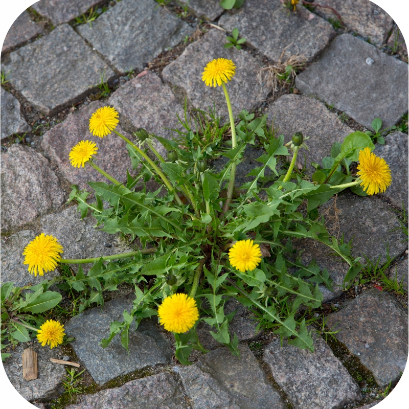 ROUNDUP FLEX 480 5L MOCNY ŚRODEK CHWASTOBÓJCZY PREPARAT NA CHWASTY RANDAP Kod producenta na chwasty chwastobójczy herbicyd oprysk