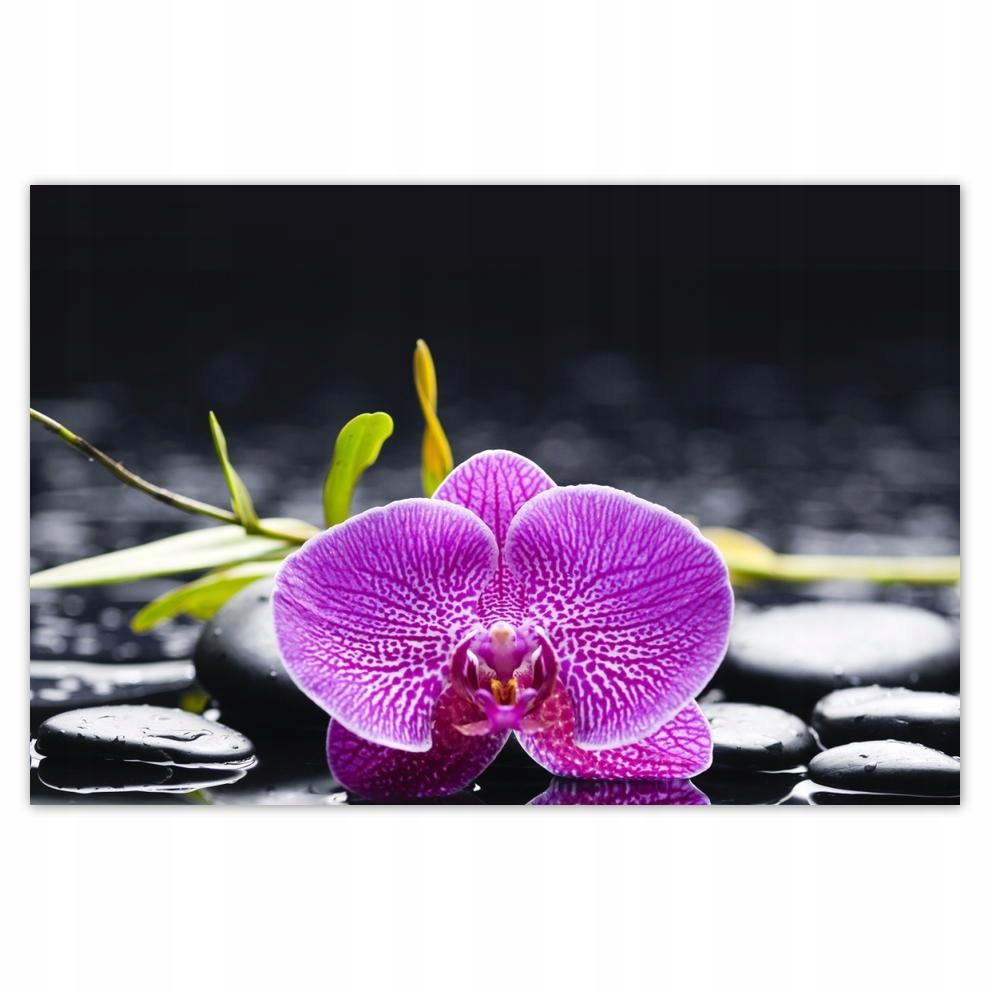 

Plakat 93x62 Fioletowa orchidea