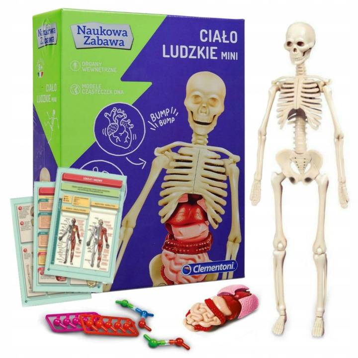 CIAŁO LUDZKIE MINI- CLEMENTONI