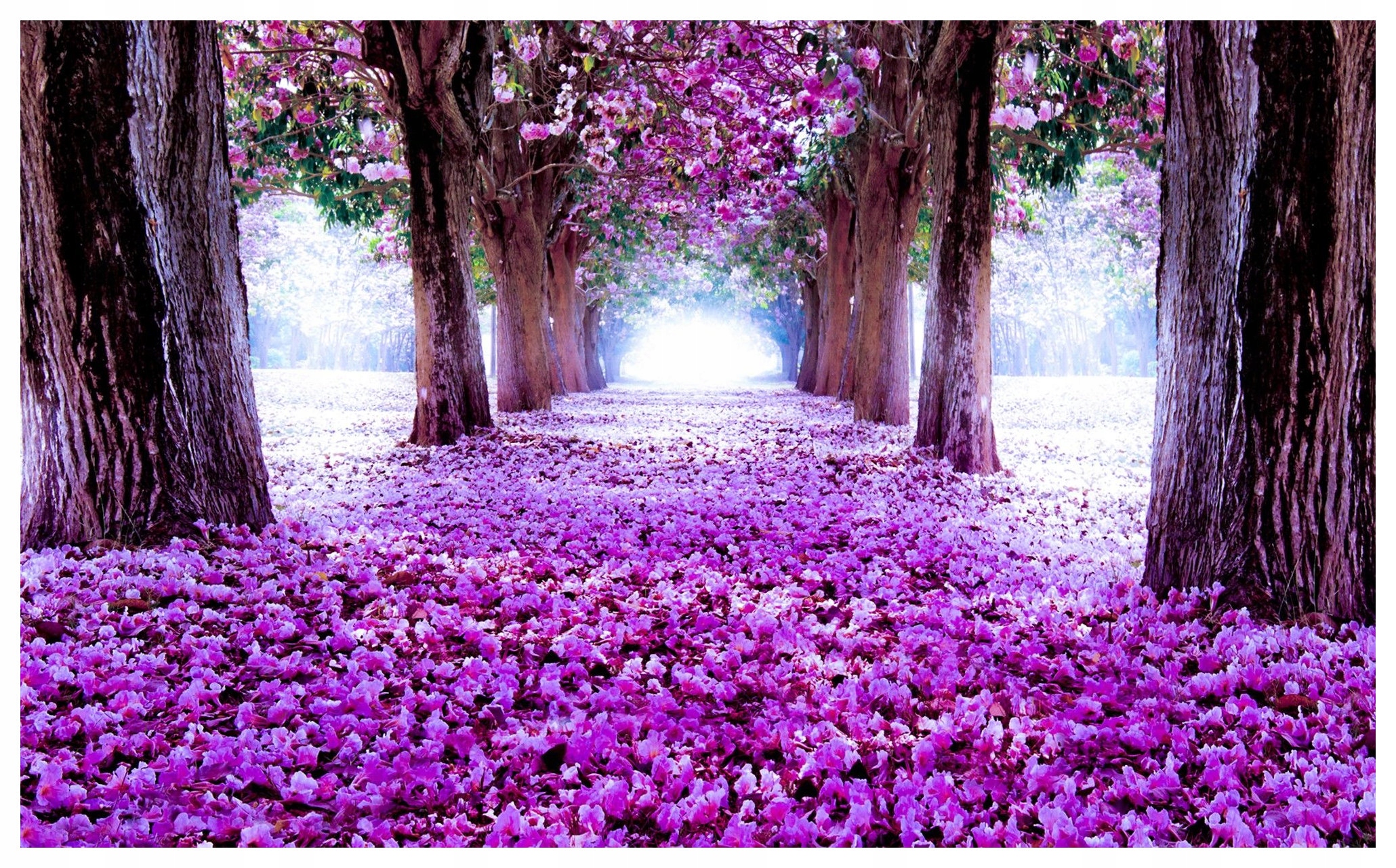 Fototapeta Fialová alej snů 300x210 jarní zahrada květin lepidlo