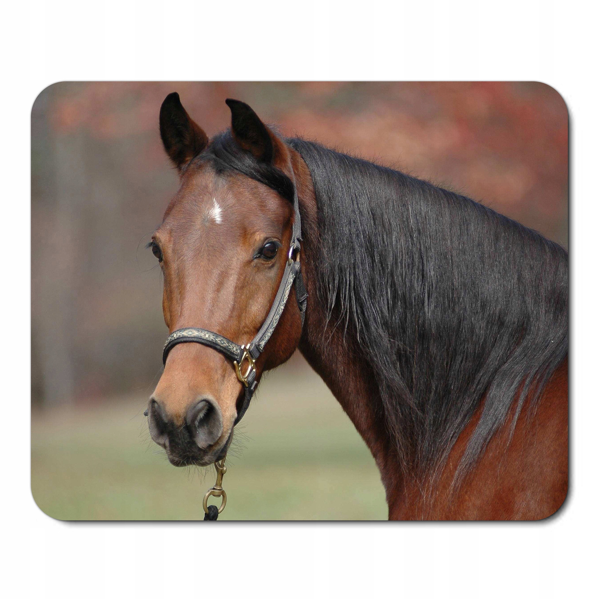 

Podkładka Pod Mysz Myszkę Koń Konie Koniki Horse