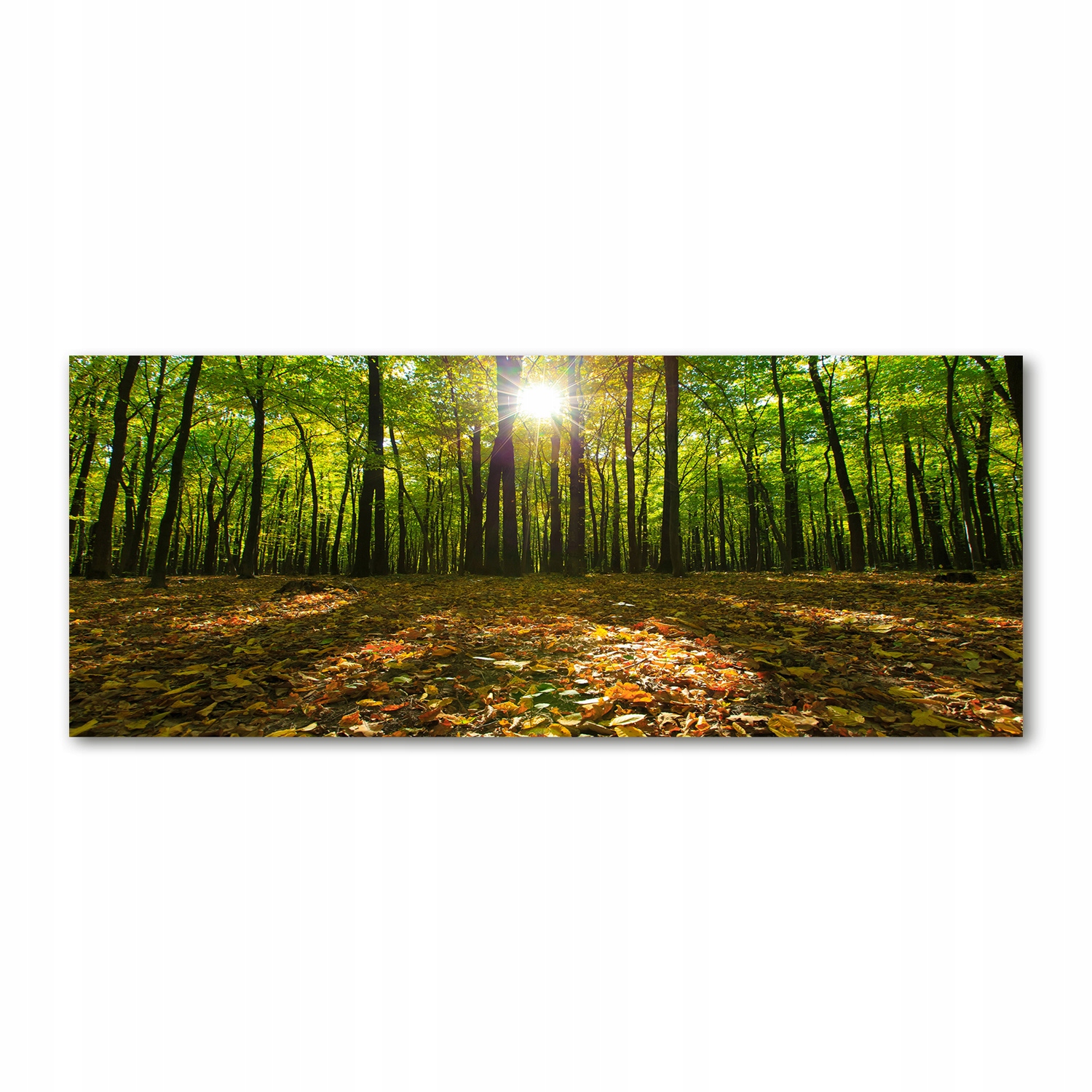 

Foto obraz na szkle akrylowym zdjęcie Las 125x50cm
