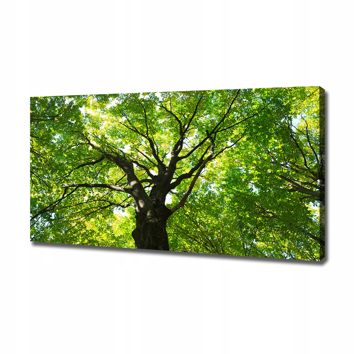 

Foto obraz canvas na ścianę Zielony las 120x60 cm
