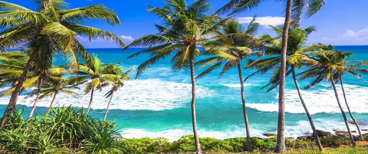 

Fototapeta Flizelinowa Plaża palmy 250x104