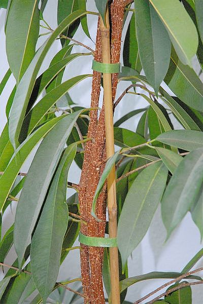 Taśma na rzep 5 m Wolfcraft do ROŚlin Liczba elementów w zestawie 1