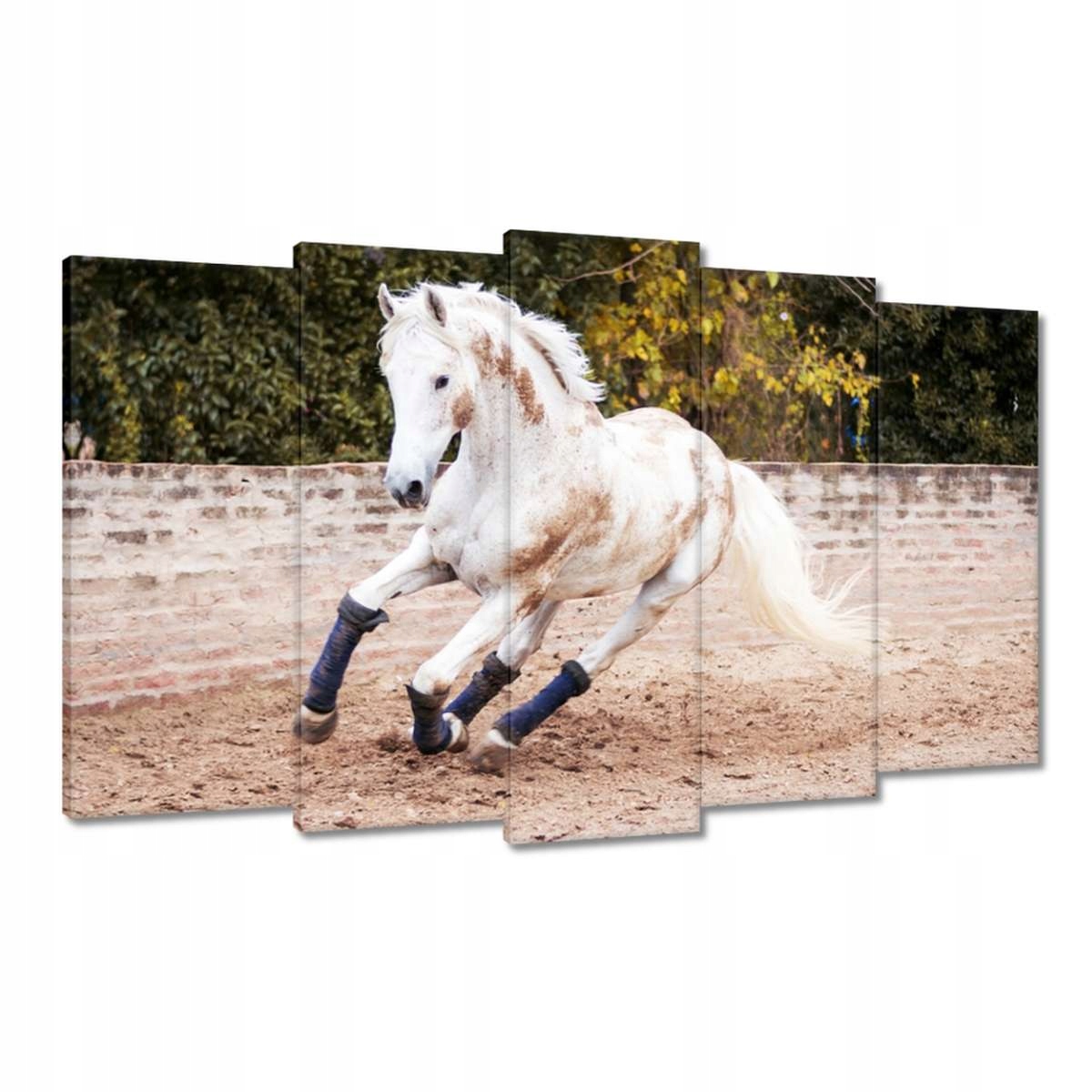 Obrazy 100x60 Kůň Koně Jezdectví