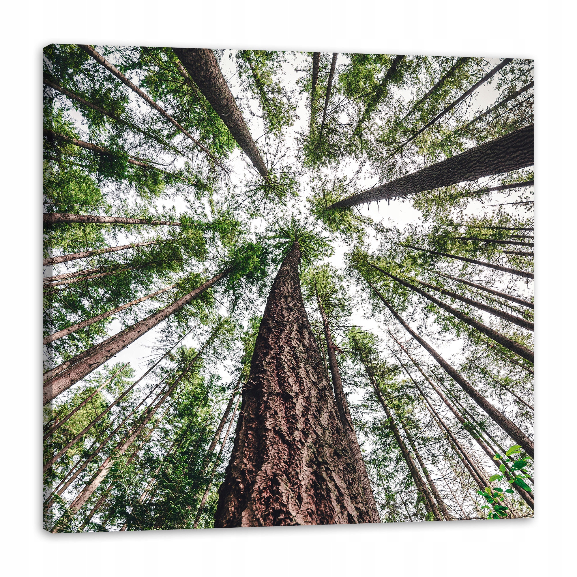 Obraz na plátně Stromy Nebe Příroda Umění 80x80 cm