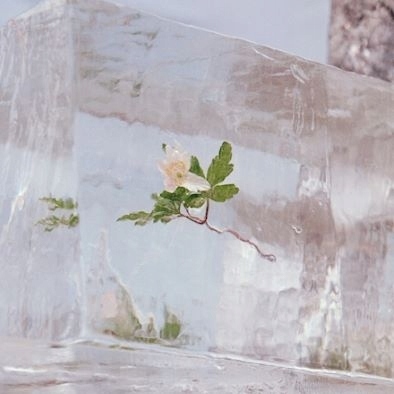 Efterklang Windflowers (Limited Edition) (lp)